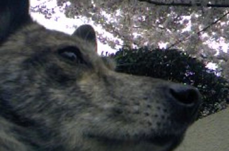 ジャンプ犬