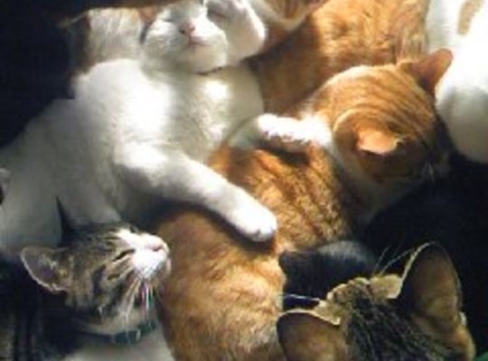 我が家の猫ちゃん